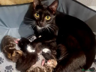 Mixed Breed cats - Advert 19