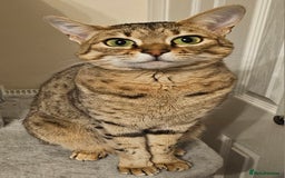 Savannah cats for sale: Beautiful Savannah F4 registered  - Image 11