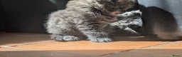 Persian cats for sale: Irresistible Russian Blue Persian Kittens. - Advert 13