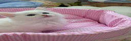 Munchkin cats for sale: Turkish Angora x Munchkin male and female  - Advert 5