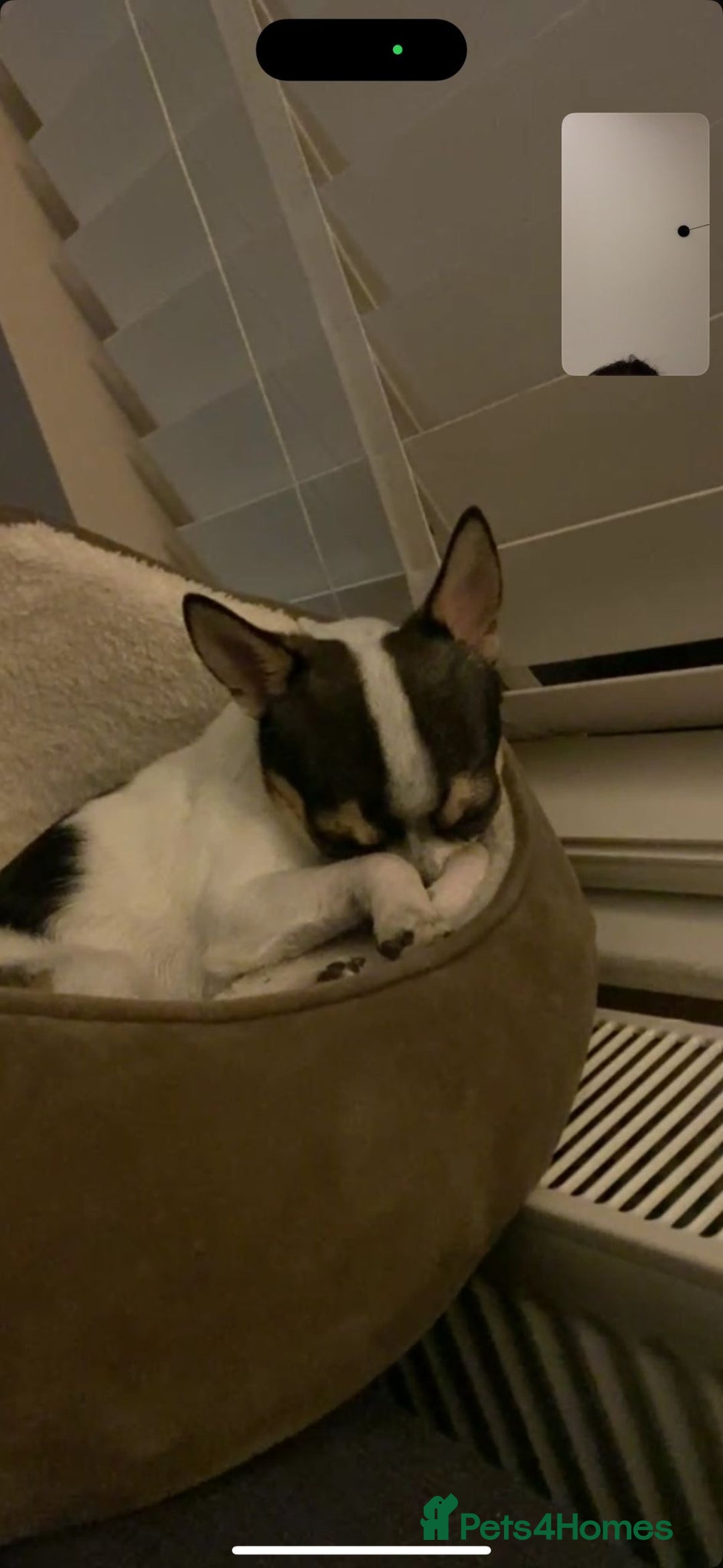 Chihuahua dogs for stud: Charming Male Chihuahua Available for Stud! - Advert 7