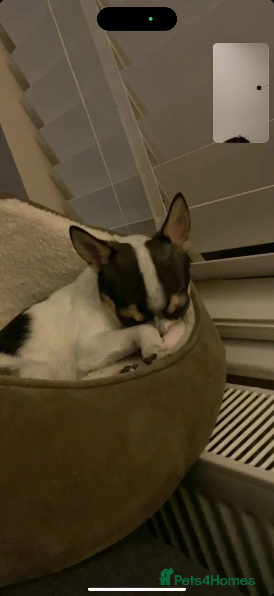 Chihuahua dogs for stud: Charming Male Chihuahua Available for Stud! - Advert 7