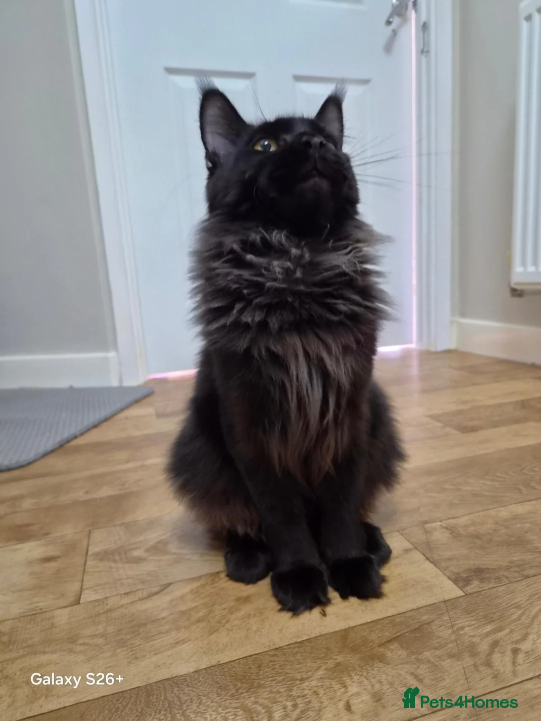 Maine Coon cats for sale: Female - Advert 2