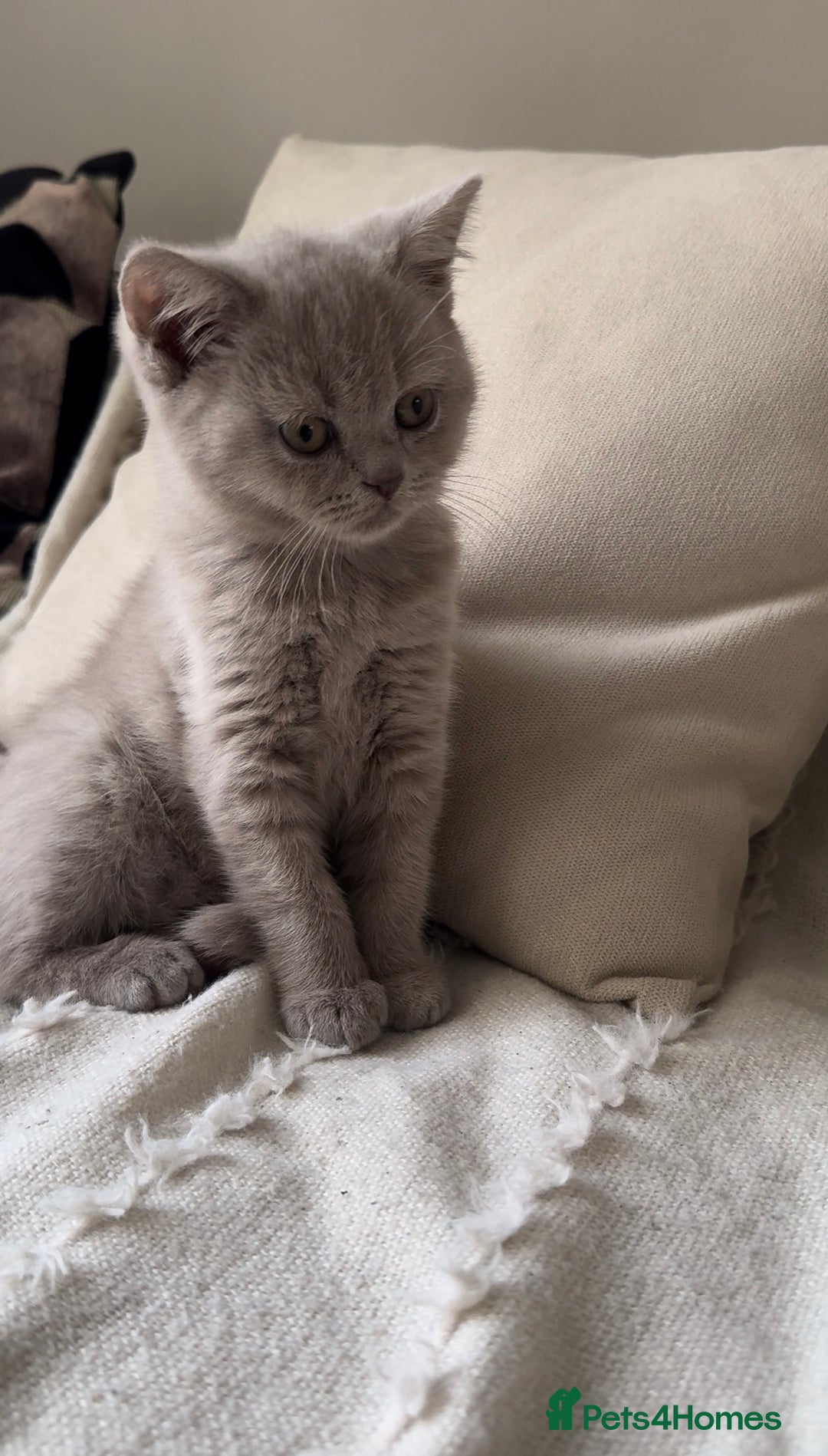 British Shorthair cats for sale: Beautiful Lilac BSH Kittens – Pedigree Parents - Advert 18