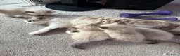 Siberian cats for sale: Hypoallergenic Siberian Neva Masquerade kittens - Advert 2