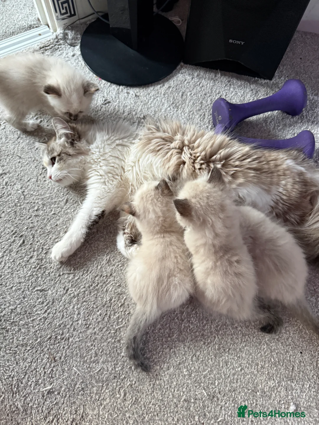 Siberian cats for sale: Hypoallergenic Siberian Neva Masquerade kittens - Advert 2