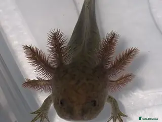 Axolotl reptiles Juvenile axolotl - Advert 3