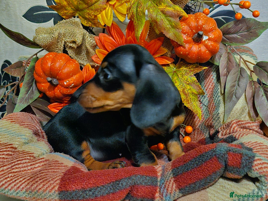Miniature Dachshund dogs for sale: Beautiful Black & Tan Mini Dachshunds PRA clear - Image 14