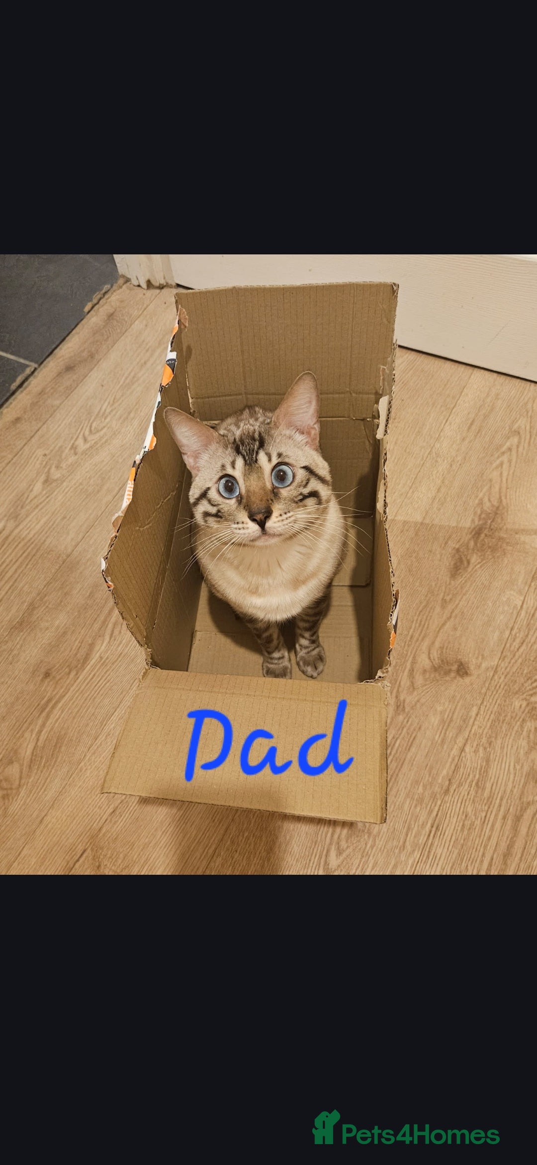 Bengal cats for sale: Bengal kittens ready Jan 30th - Advert 10