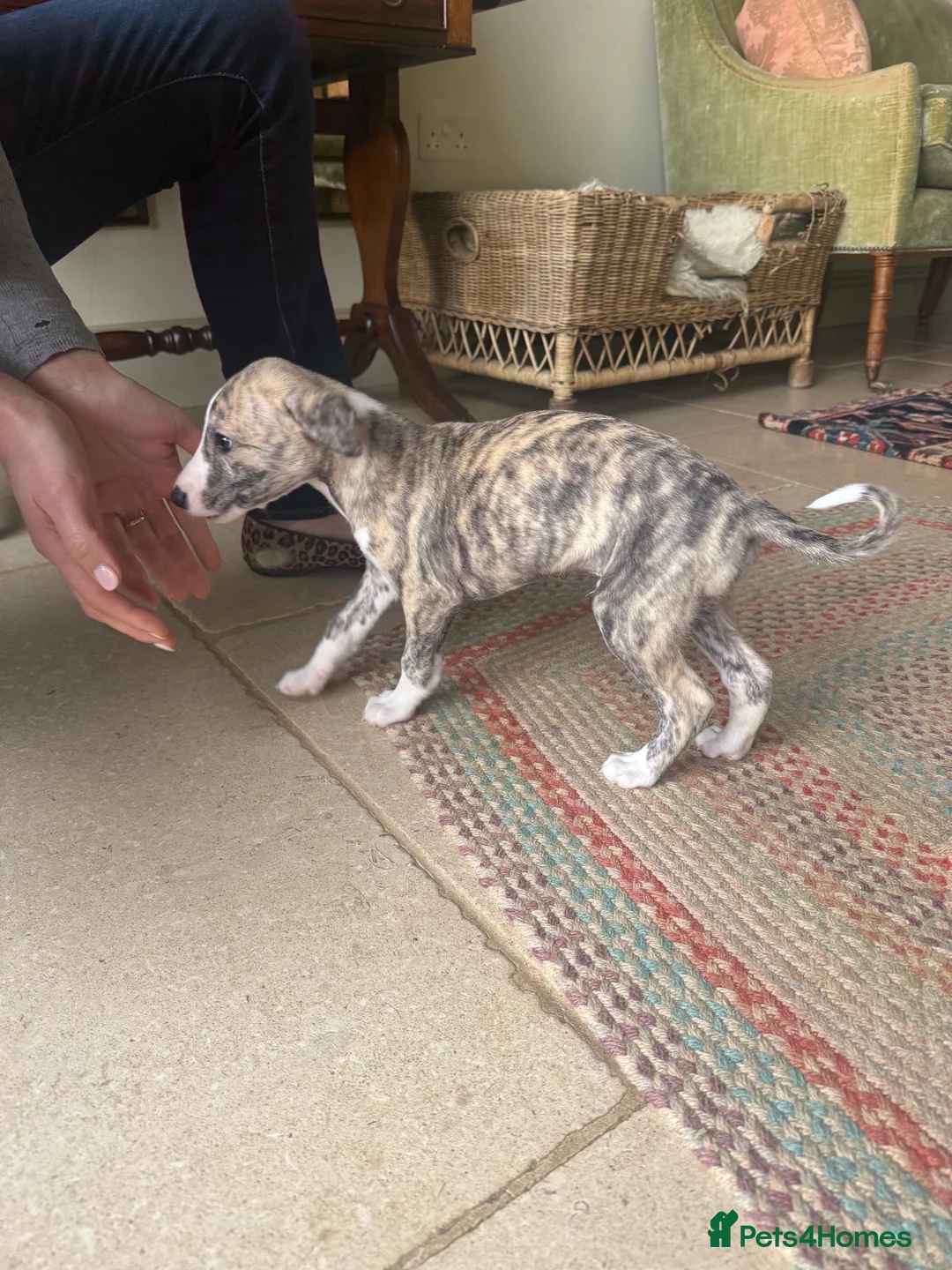 Whippet dogs for sale: Handsome Pedigree Whippet Puppies  - Advert 10