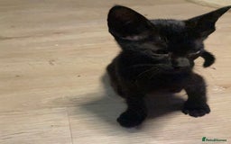 Oriental cats for sale: Oriental kitten - Image 21