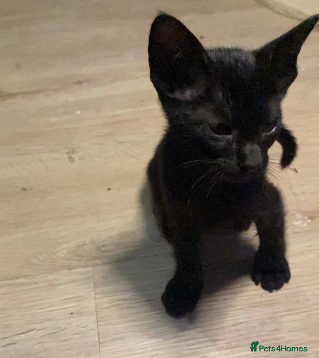 Oriental cats for sale: Oriental kitten - Image 21