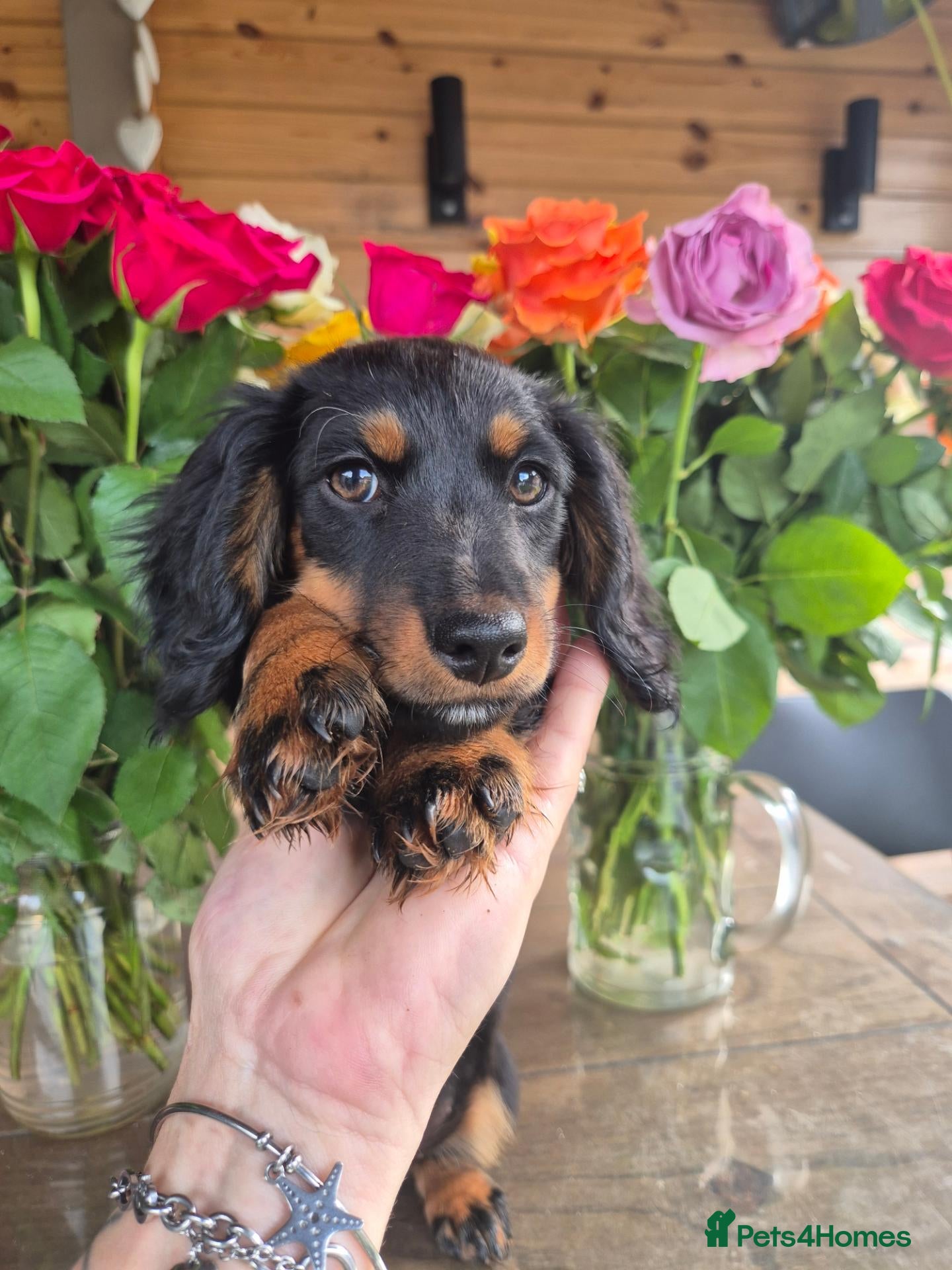 Miniature Dachshund dogs Beautiful Miniature Dachshund Ready to leave!♥️💙 - Advert 13