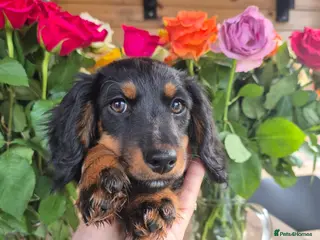Miniature Dachshund dogs Beautiful Miniature Dachshund Ready to leave!♥️💙 - Advert 13