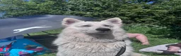White Swiss Shepherd dogs for stud: White Swiss Shepherd Stud  - Advert 2