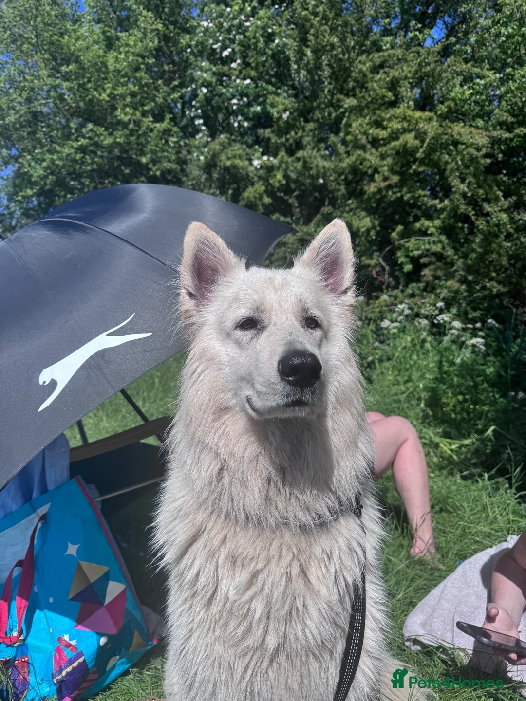 White Swiss Shepherd dogs for stud: White Swiss Shepherd Stud  - Advert 2