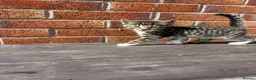 Bengal cats for sale: LAST FEMALE KITTEN READY NOW - Advert 9