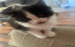 Mixed Breed cats for sale: Kittens  - Image 12