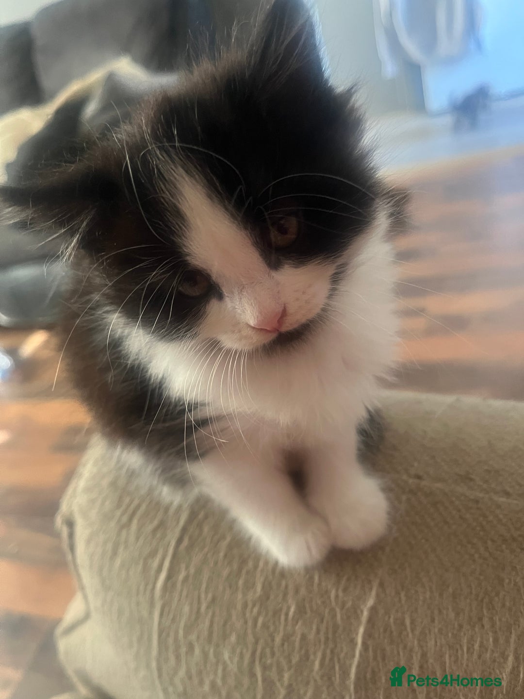 Mixed Breed cats for sale: Kittens  - Image 12