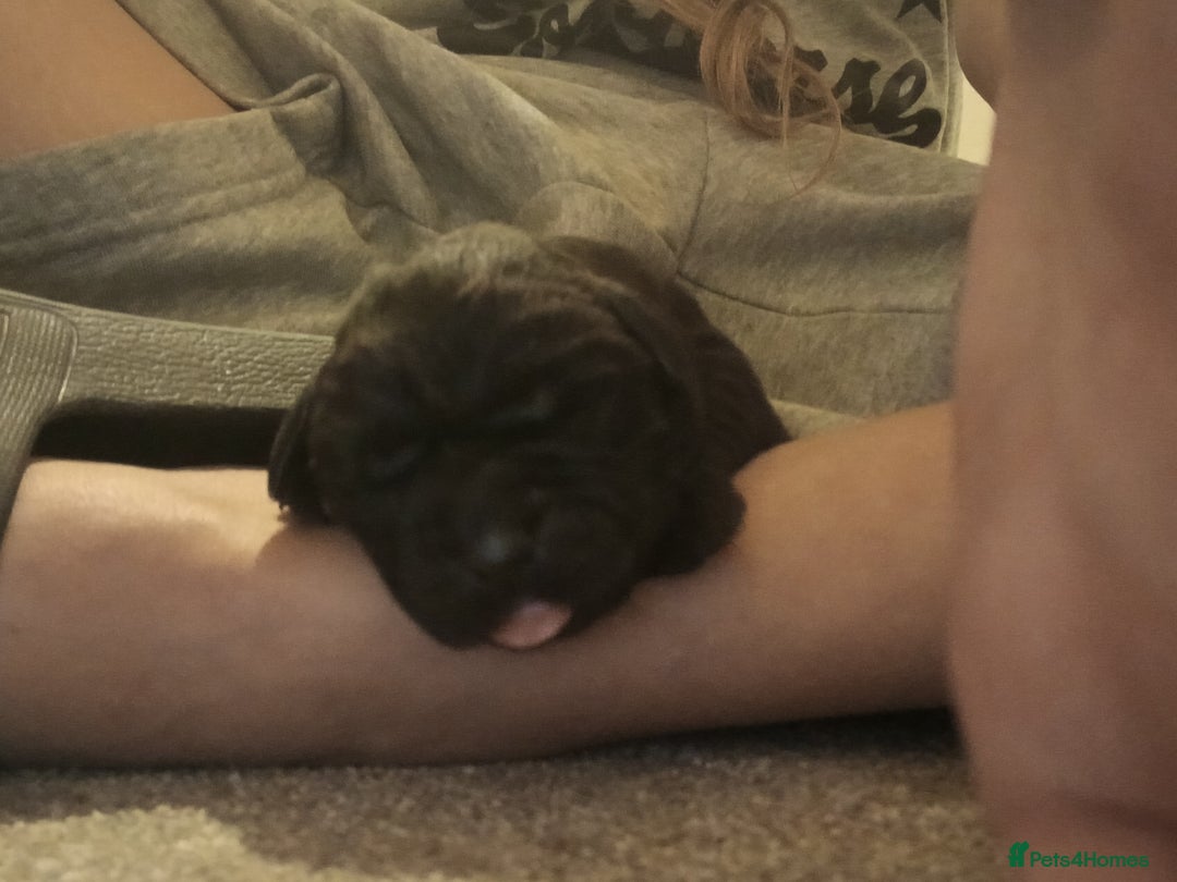 Labrador Retriever dogs for sale: Exceptional FTCHAMPION Labrador Retriever Puppies - Image 6