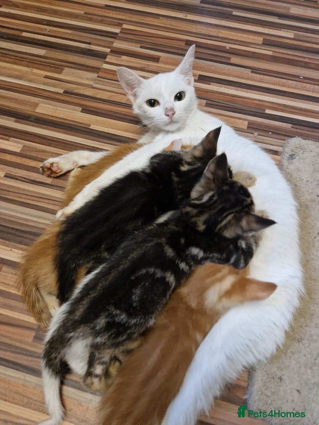 Bengal cats for sale: Bengal Kittens - Image 16