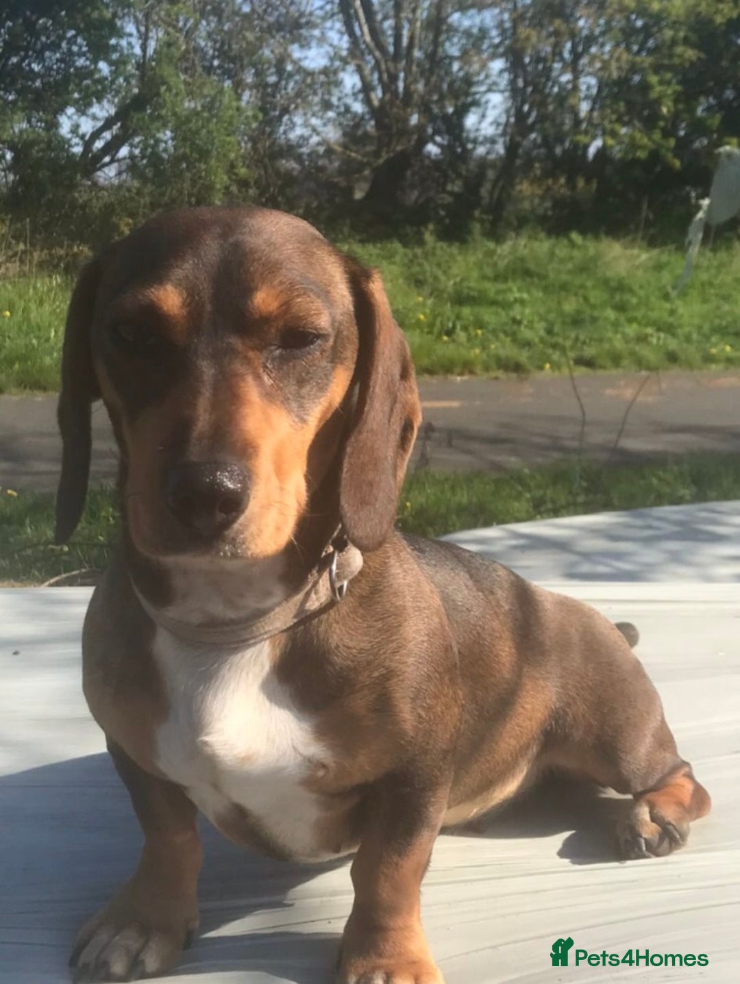 Mixed Breed dogs for sale: Beautiful litter of teckels  - Image 2