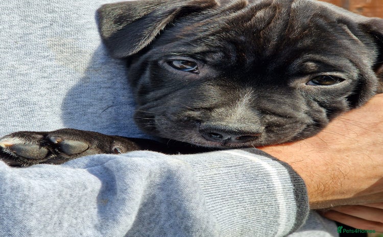 Staffordshire Bull Terrier dogs - Advert 4