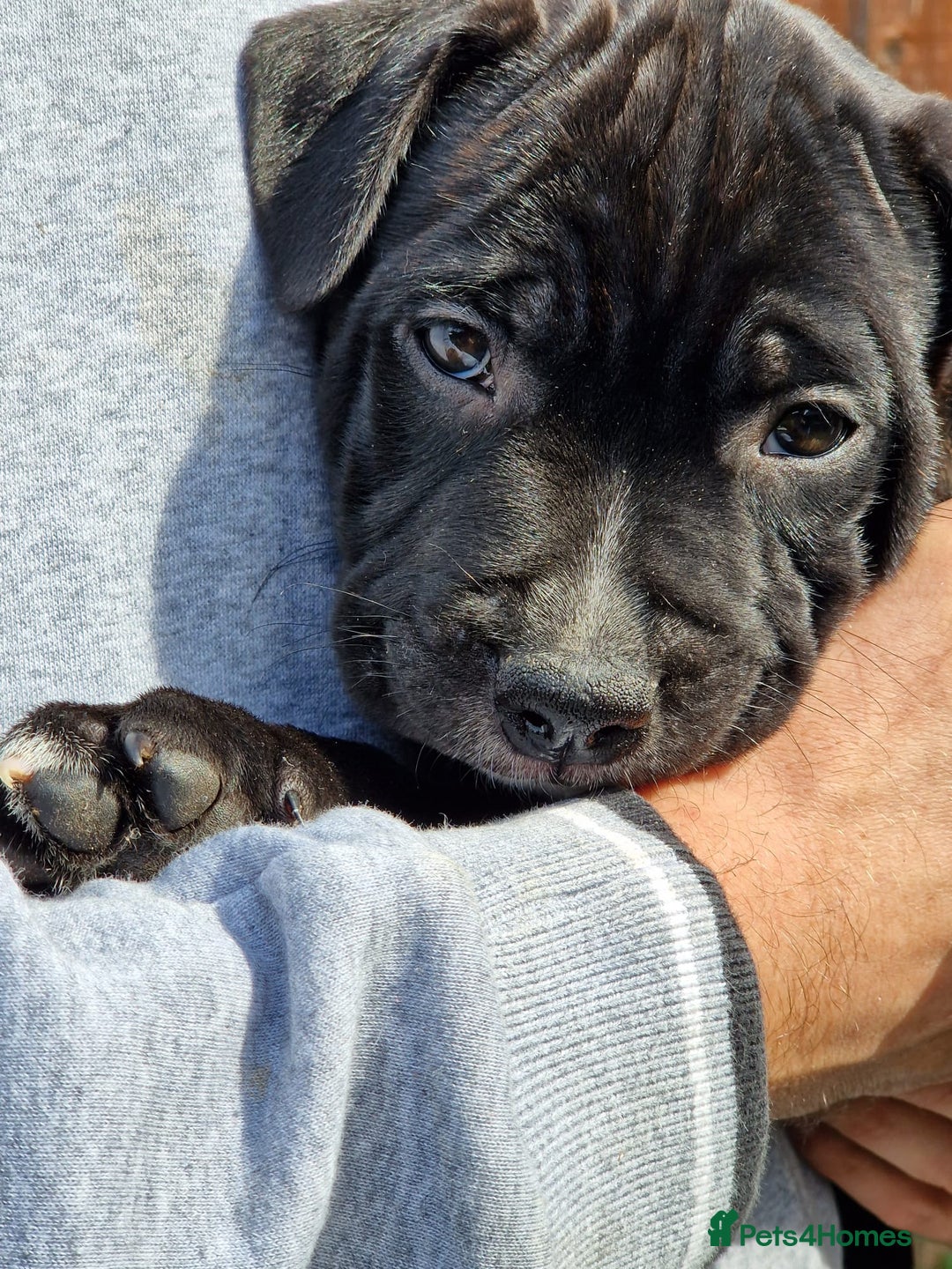 Staffordshire Bull Terrier dogs for sale: KC Reg Staffy Pups – Beautiful Chunky Puppys - Image 1