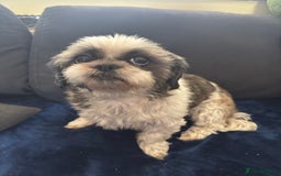 Shih Tzu dogs for sale: 2 shih tzu girls for rehome - Image 5
