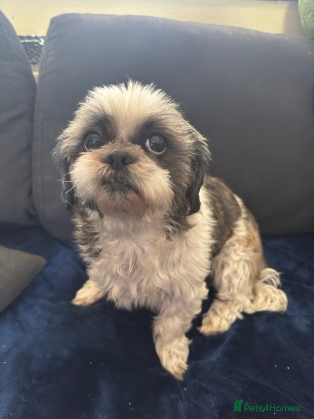 Shih Tzu dogs for sale: 2 shih tzu girls for rehome - Image 5
