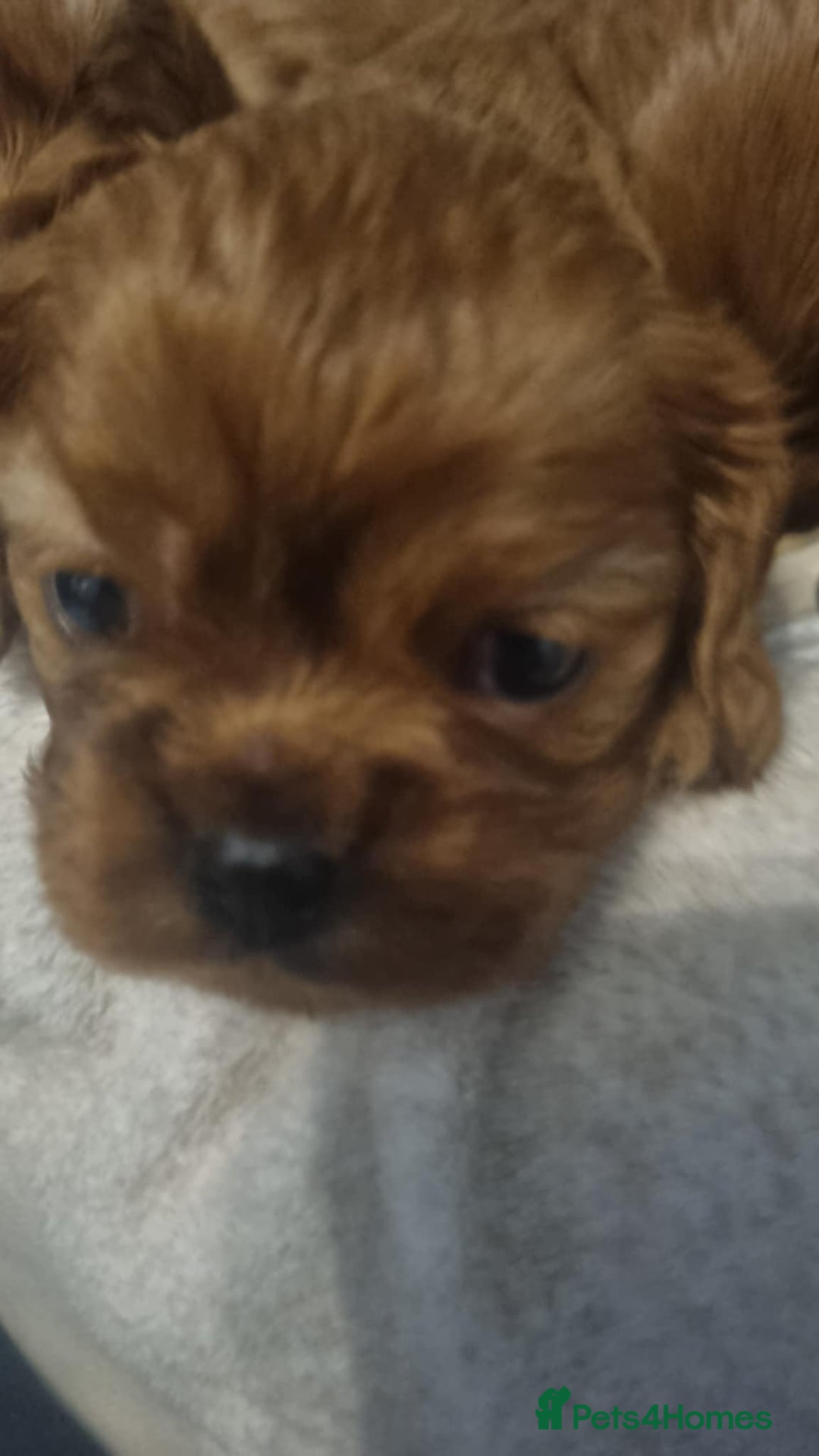 Cavalier King Charles Spaniel dogs for sale: Beautiful toy ruby King charles cavalier puppies. - Advert 2