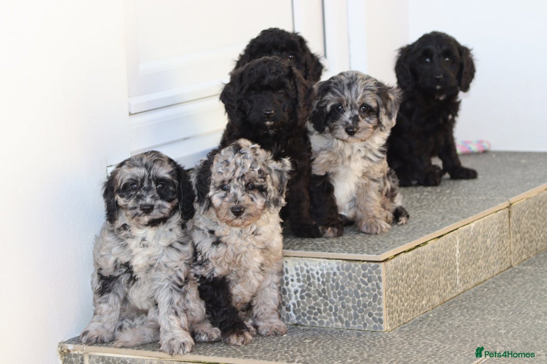 Cavapoo dogs for sale: Beautiful Cavapoochons for sale  - Image 33