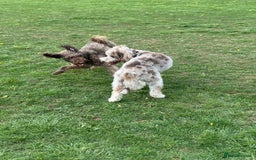 Australian Labradoodle dogs for sale: *waiting list* Australian labradoodles - Image 22