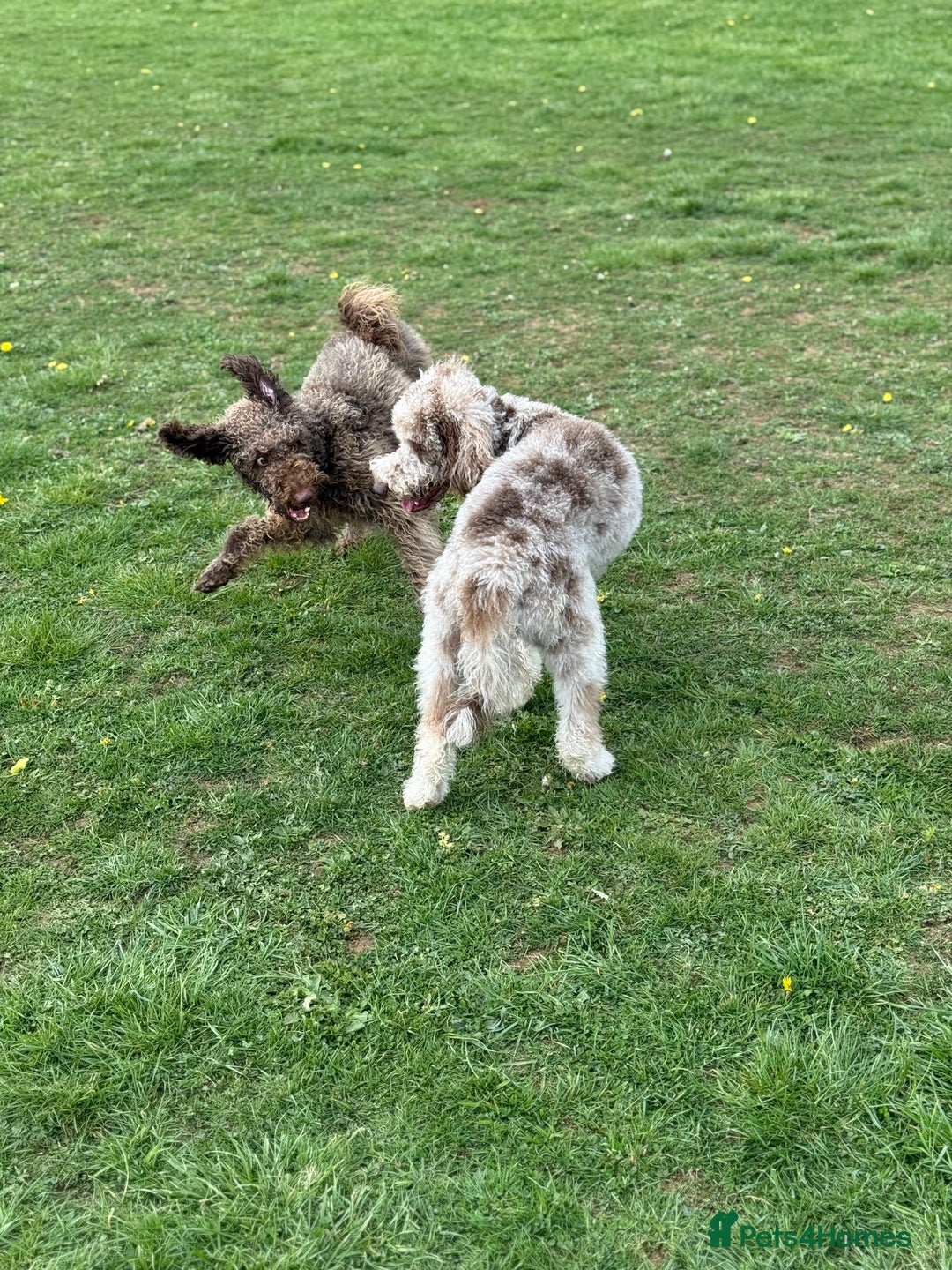 Australian Labradoodle dogs for sale: *waiting list* Australian labradoodles - Image 22