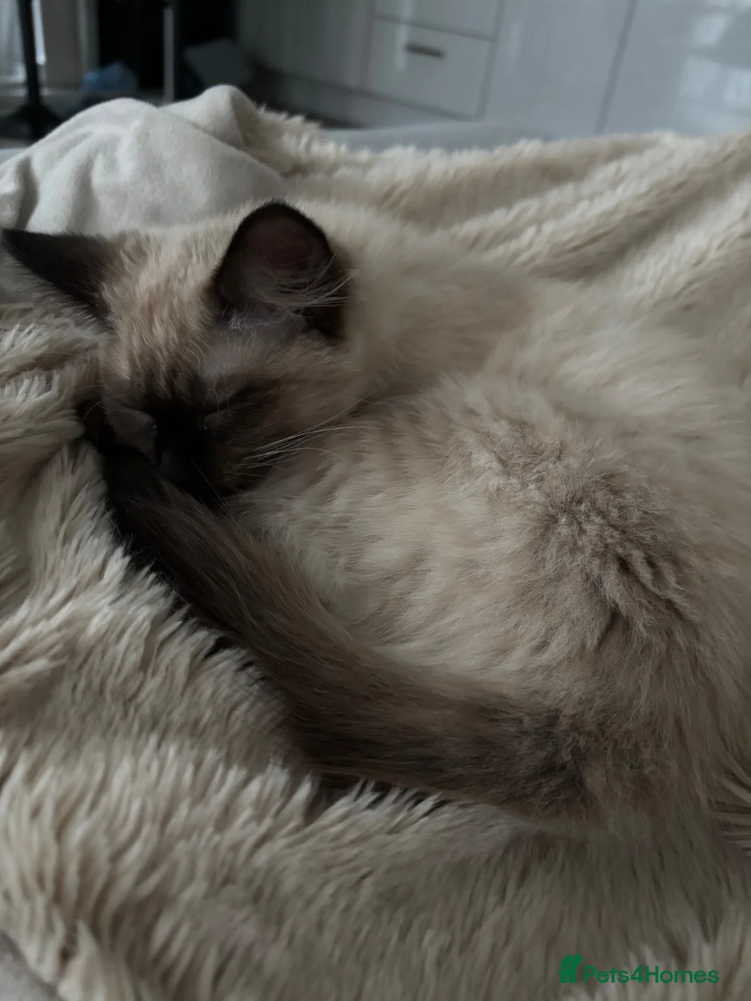 Mixed Breed cats for sale: Almost two year old cat - Advert 5