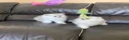 Persian cats for sale: Ready to leave!!!!! - Advert 4