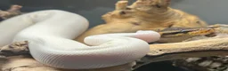 Python Snake reptiles for sale: Pied Ball Python - Advert 3