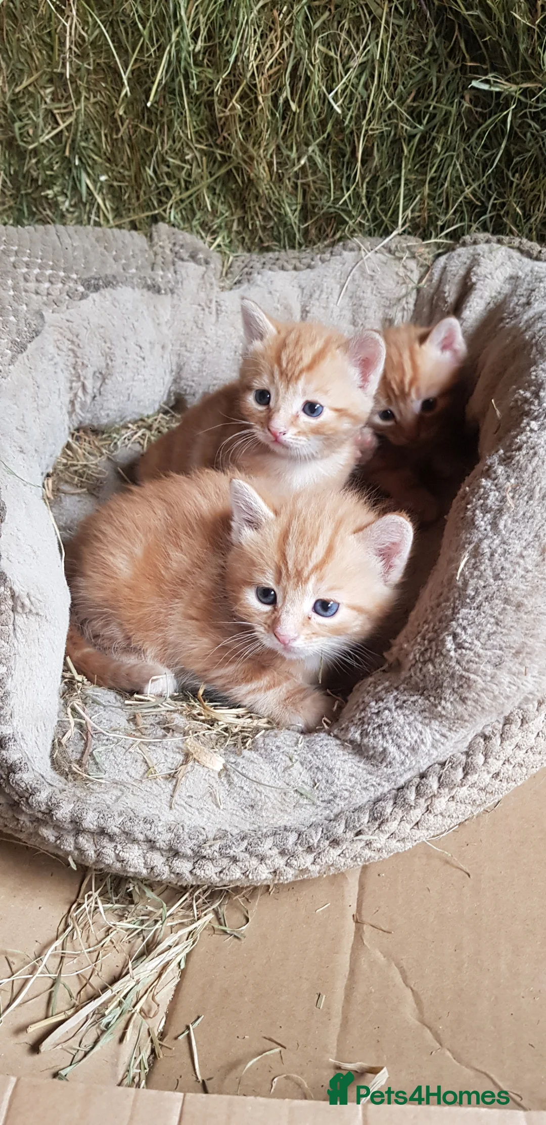 Mixed Breed cats for sale: 4 beautiful ginger kittens  - Advert 5
