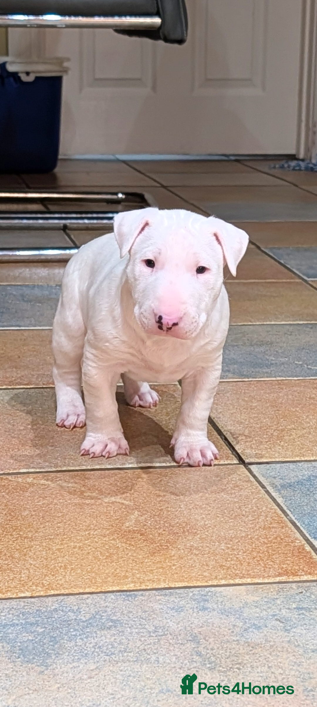 English Bull Terrier dogs English bull terrier pups - Advert 3