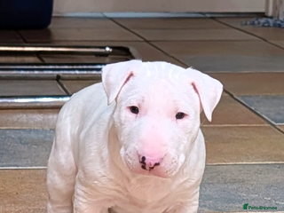 English Bull Terrier dogs English bull terrier pups - Advert 3