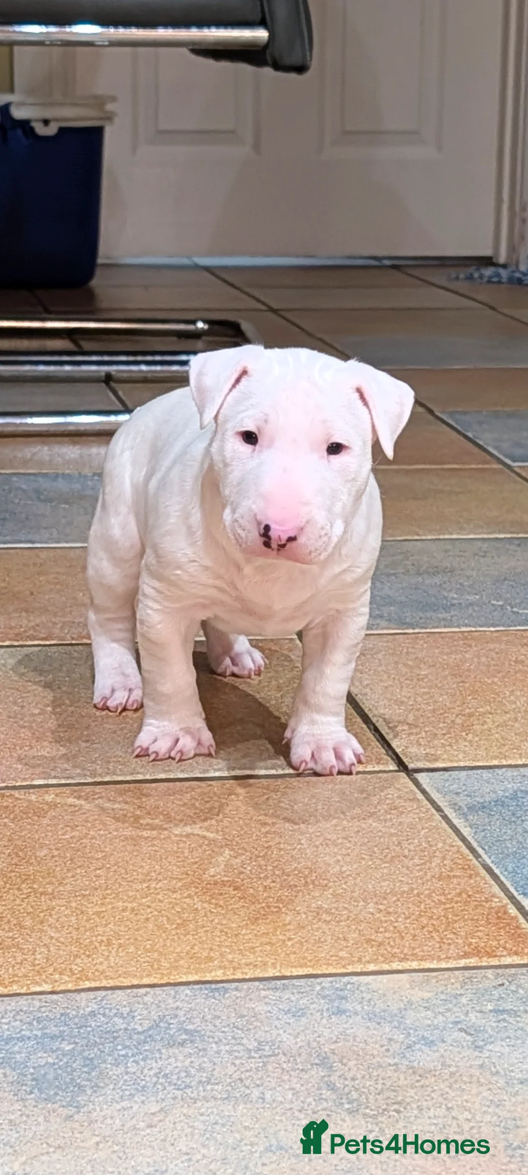 English Bull Terrier dogs for sale: English bull terrier pups - Advert 4