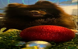 Pomeranian dogs for stud: Pomeranian dog-Bruno(boy) - Image 4