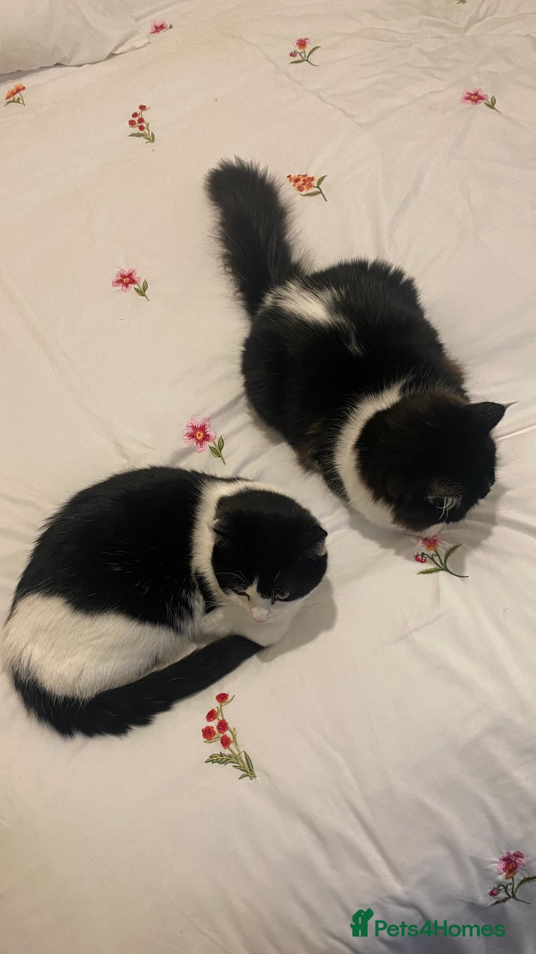 Mixed Breed cats for sale: Kittens for sale Mixed ragdoll 2 brothers  - Advert 5
