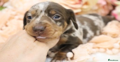 Miniature Dachshund dogs - Advert 7