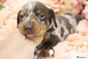 Miniature Dachshund dogs - Advert 6