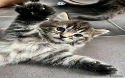 Mixed Breed cats for sale: Beautifull fluffy kittens  - Image 4