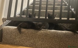 Domestic Shorthair cats for sale: 2 Gorgeous black kittens!!  - Image 6