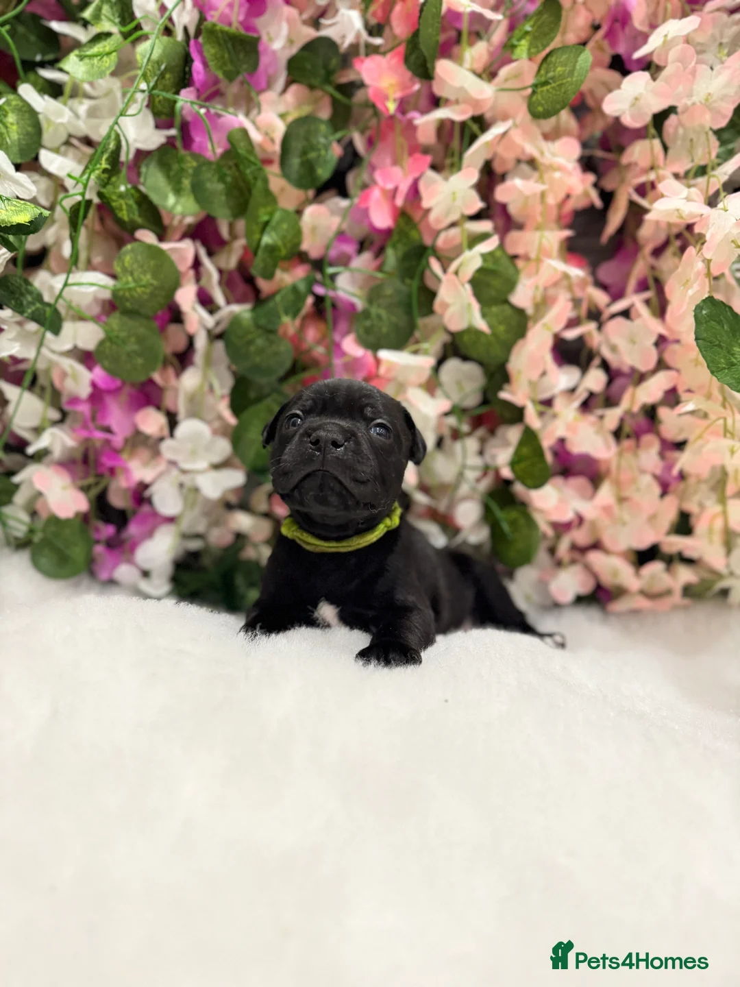 Staffordshire Bull Terrier dogs for sale: Waiting list!! Black x blue health tested Stafford - Advert 19