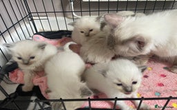 Ragdoll cats for sale: ⭐️champion blood line Ragdolls  in Merthyr Tydfil - Image 4