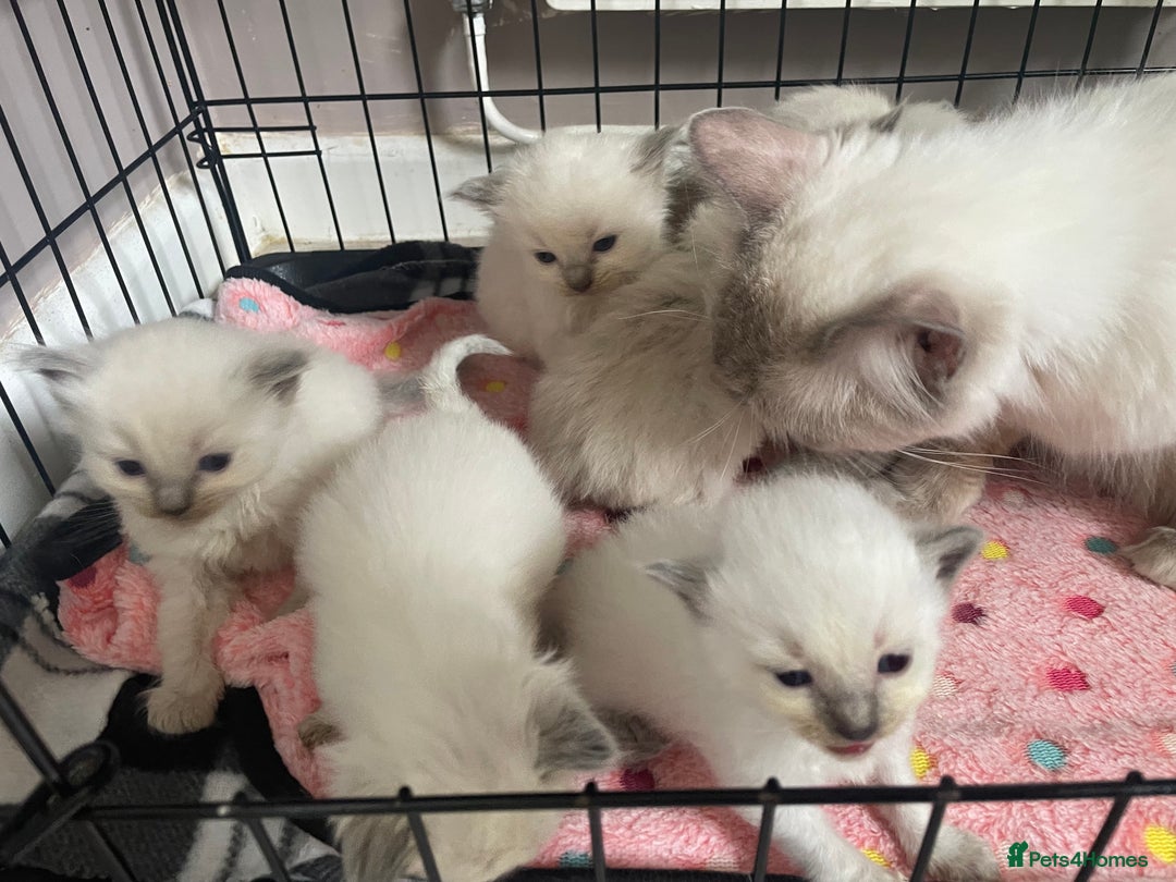 Ragdoll cats for sale: ⭐️champion blood line Ragdolls  in Merthyr Tydfil - Image 4